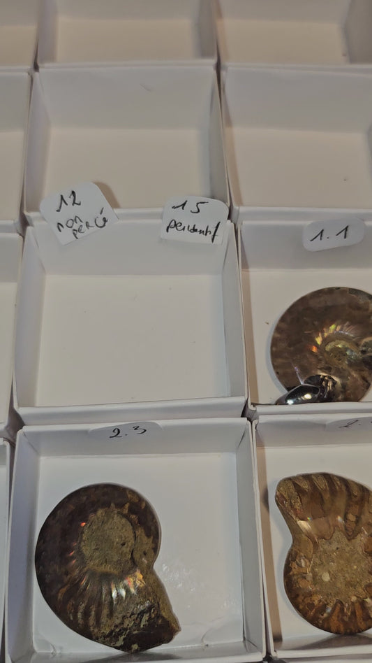 Ammonite