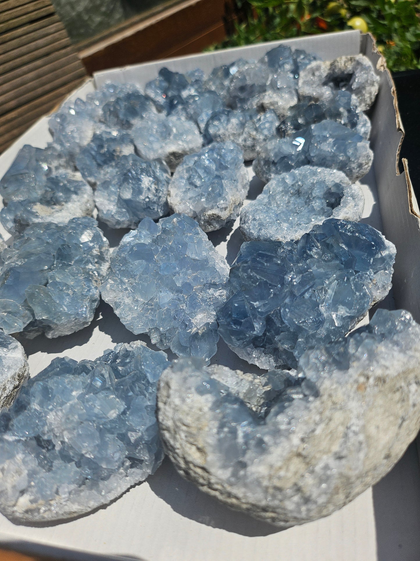 Celestine de Madagascar