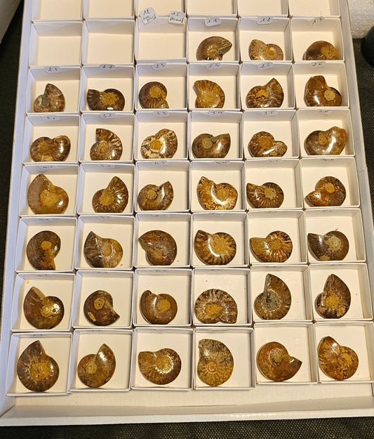 Ammonite